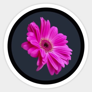 Pink Gerbera Daisy Flower Circle Frame Sticker